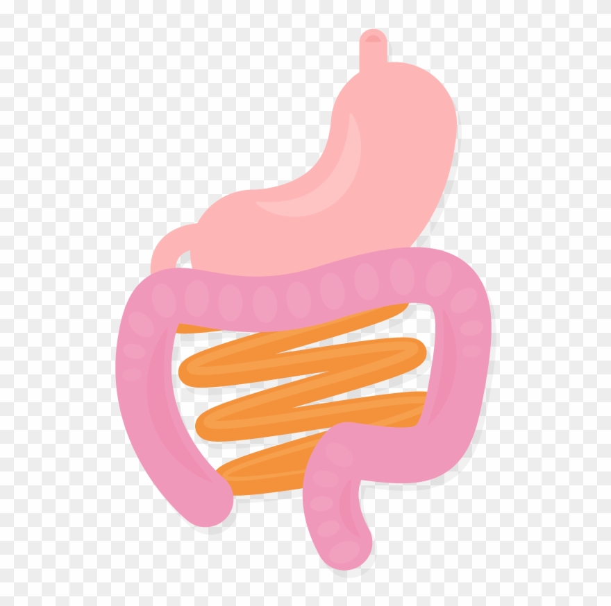 Stomach Intestines Organs Body Gi System Vector Illustration Clipart
