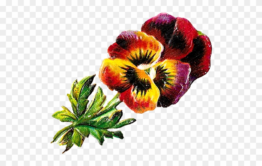 Pansy Botanical Illustration - Wallflower Clipart