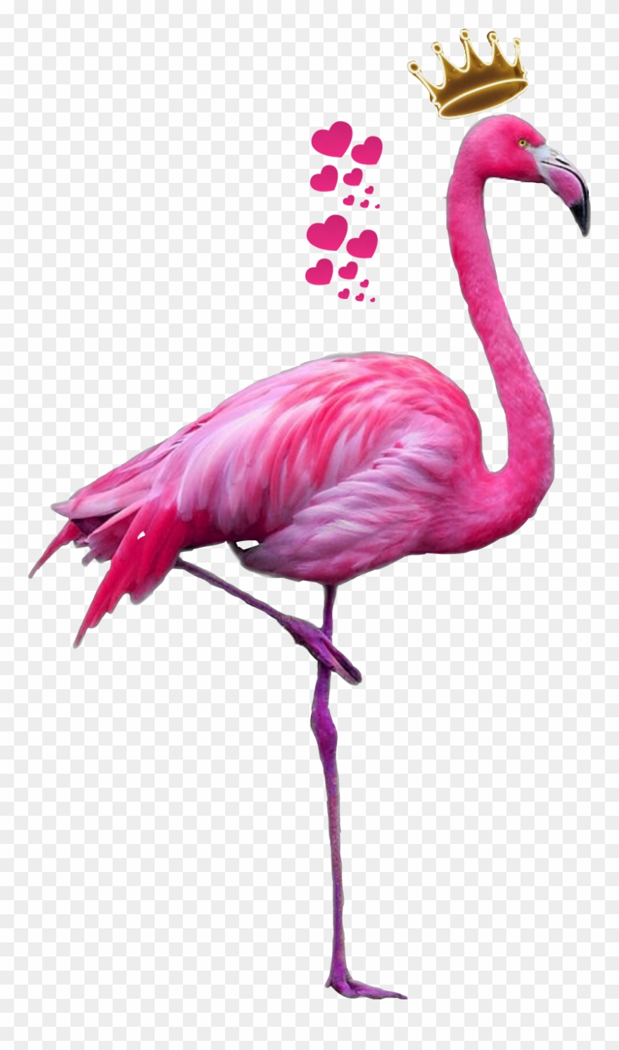 Flamingo Clipart Feather - Flamingo Png Transparent Png