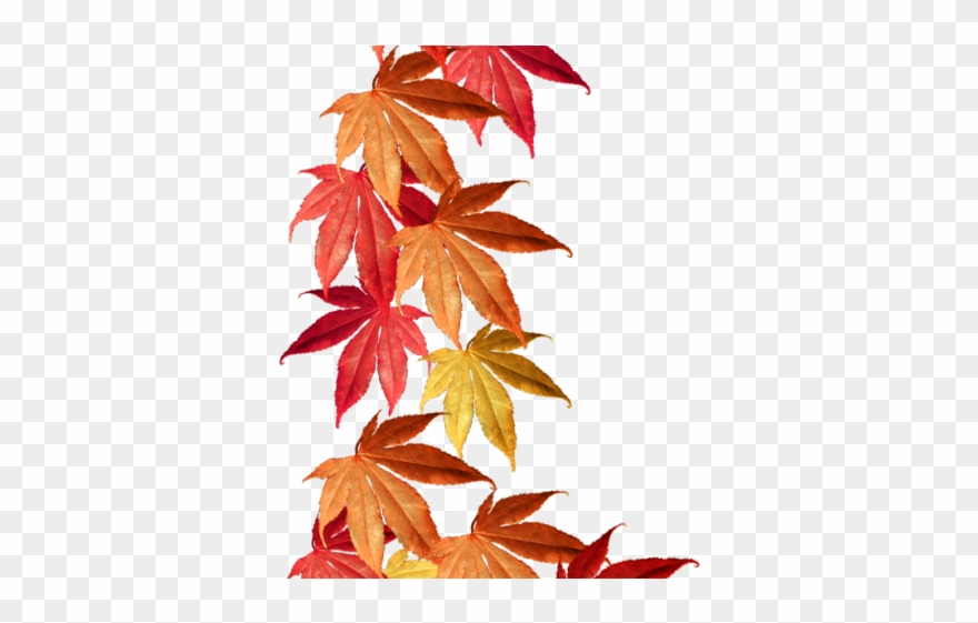 Maple Leaf Clipart Lef - Autumn Leaves Border Png Transparent Png