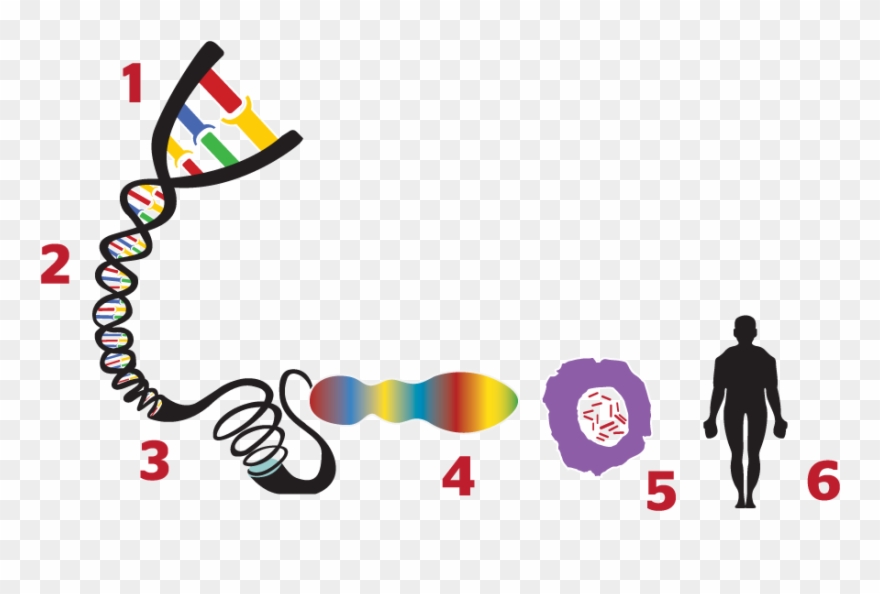 What Is A Gene - Dna Png E Gene Clipart