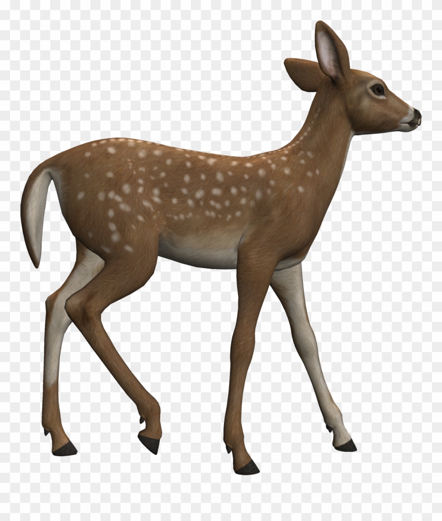Deer Clipart Heterotroph - White-tailed Deer - Png Download