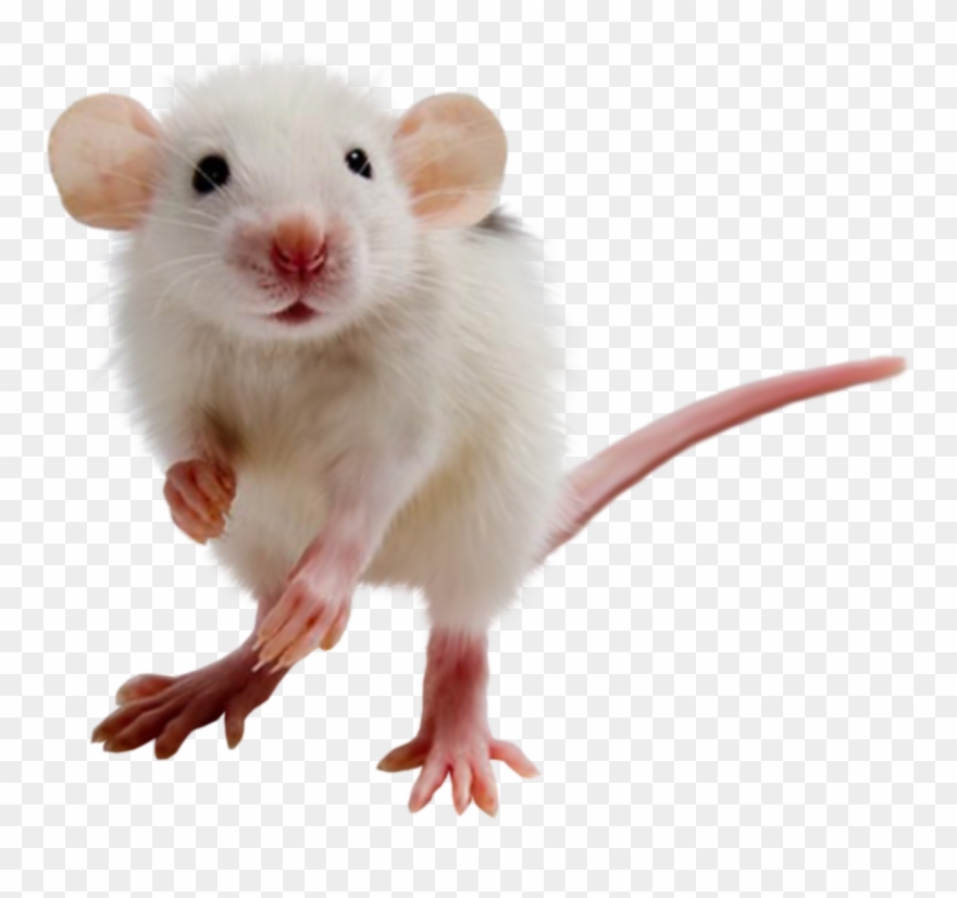 Hamster Clipart Transparent Background - Transparent Background Mouse Transparent - Png Download