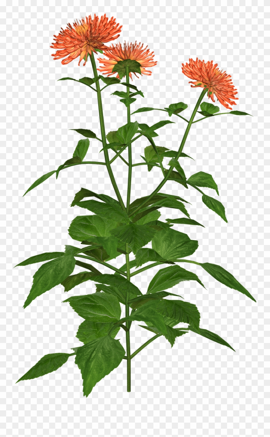 Dahlia Clipart - Barberton Daisy - Png Download