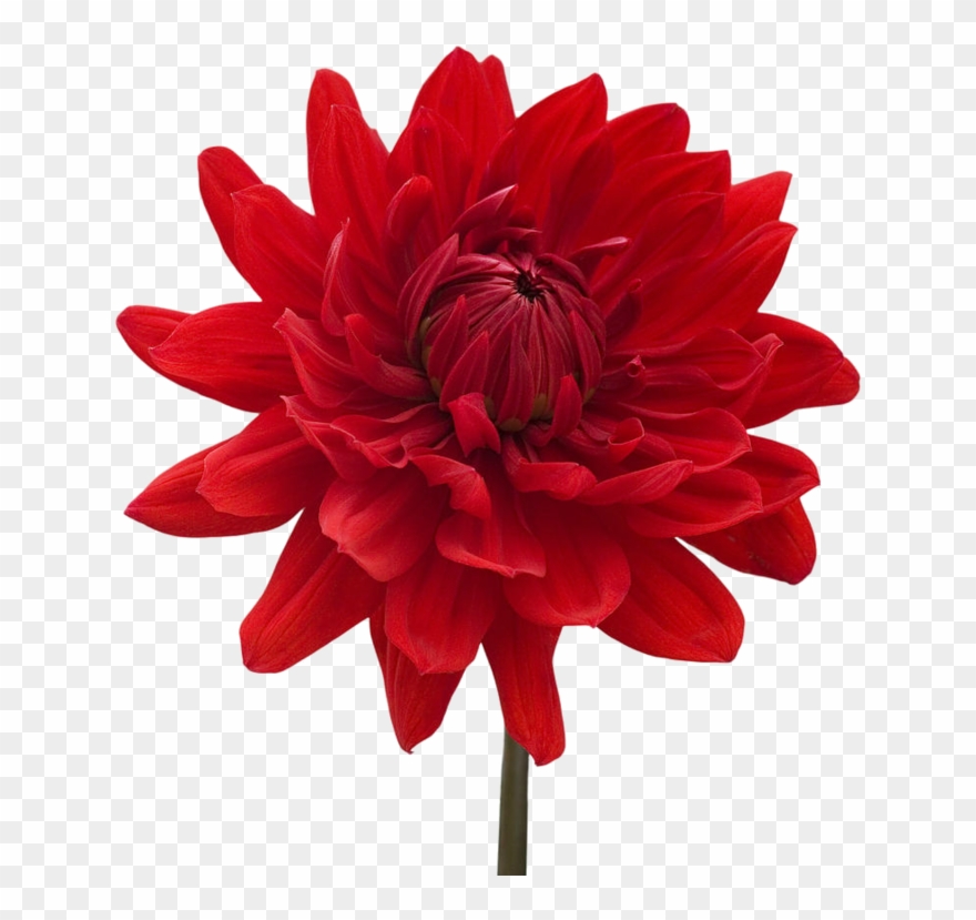 Dahlia Download Png - Dahlia Png Clipart