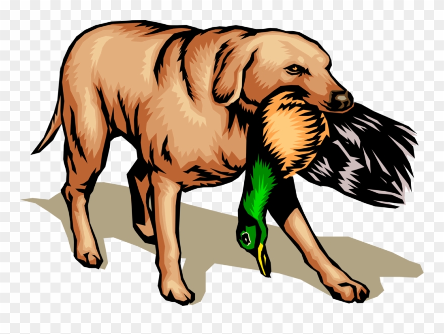 Vector Illustration Of Golden Lab Retriever Hunting - Dog With Bird In Mouth Clipart