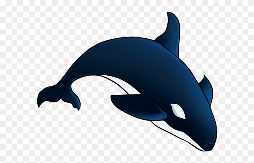 680 X 678 2 - Draw An Orca Clipart