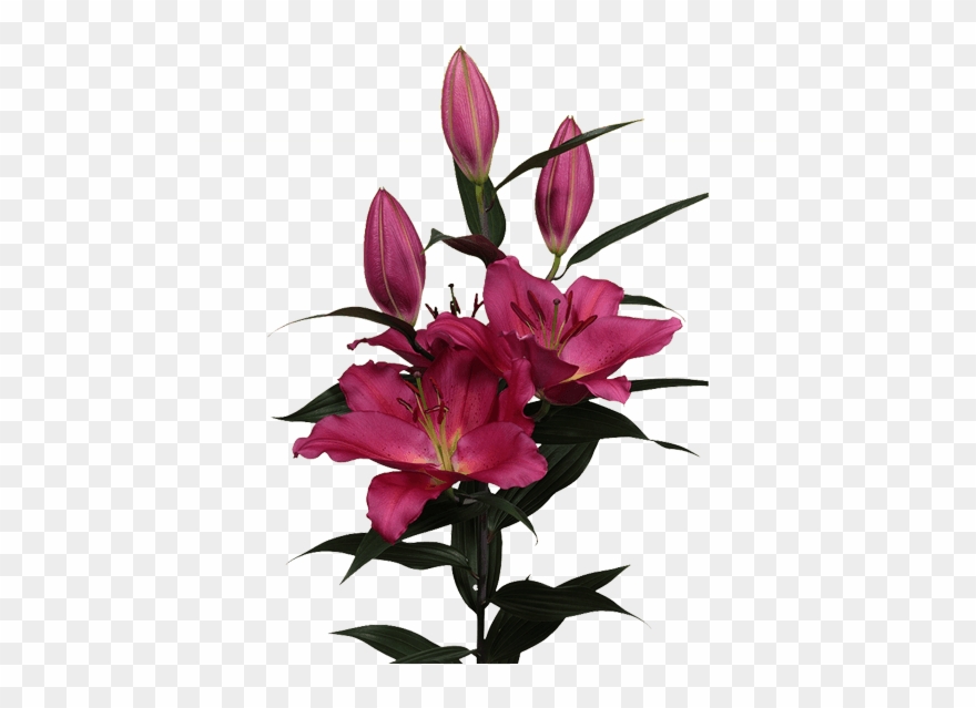 Tarrango - Bouquet Clipart