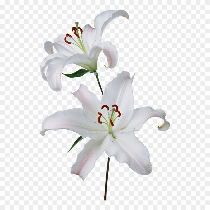 White Lilies - White Lilies Png Transparent Clipart