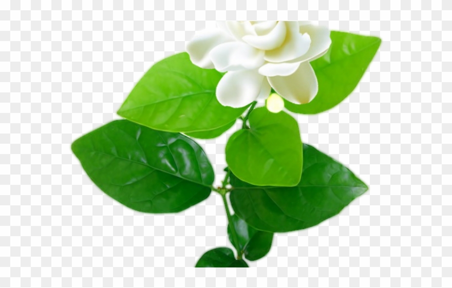 Jasmine Clipart Flowering Plant - Jasmine - Png Download