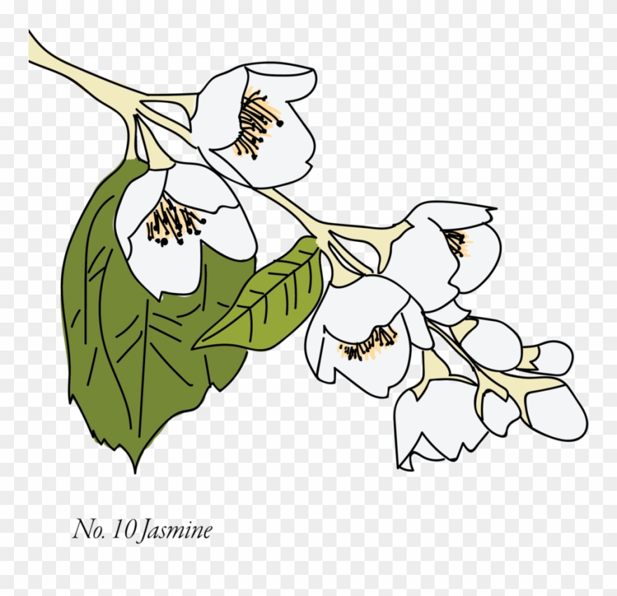 Jasmine-10 - Cartoon Clipart