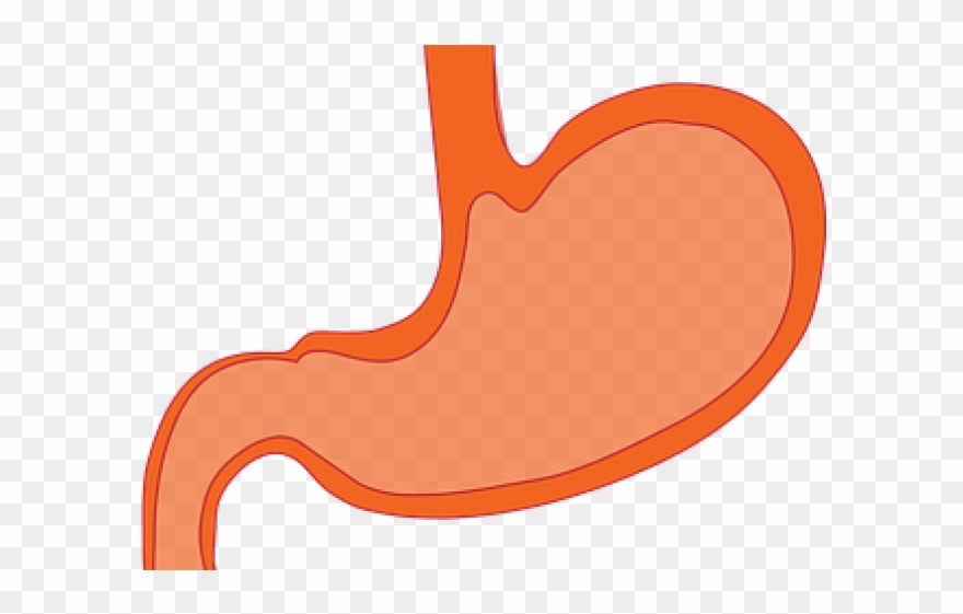 Organs Clipart Transparent - Png Download