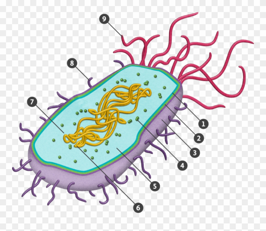 Transparent Prokaryote Png Download - Prokaryotic Cell Png Clipart