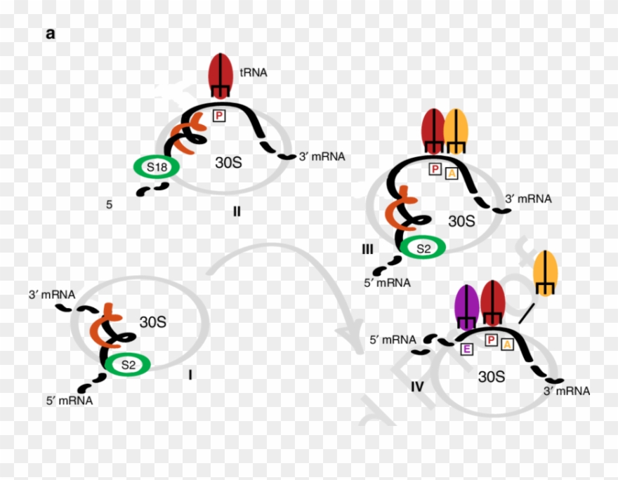 7 Simplified Scheme For Messenger Rna Motion On The - Graphic Design Clipart
