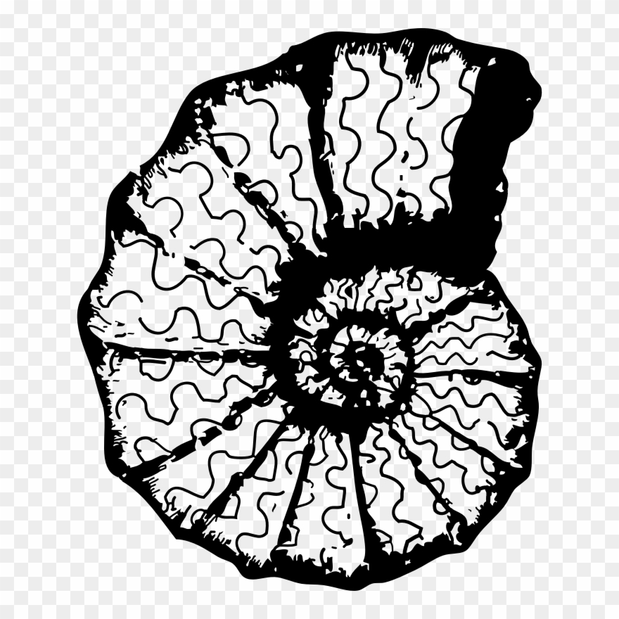 Medium Image - Sea Shell Clip Art - Png Download