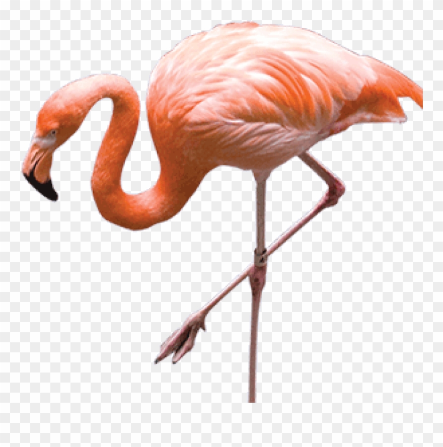 Free Png Download Flamingo Png Images Background Png - Flamingo Png Clipart