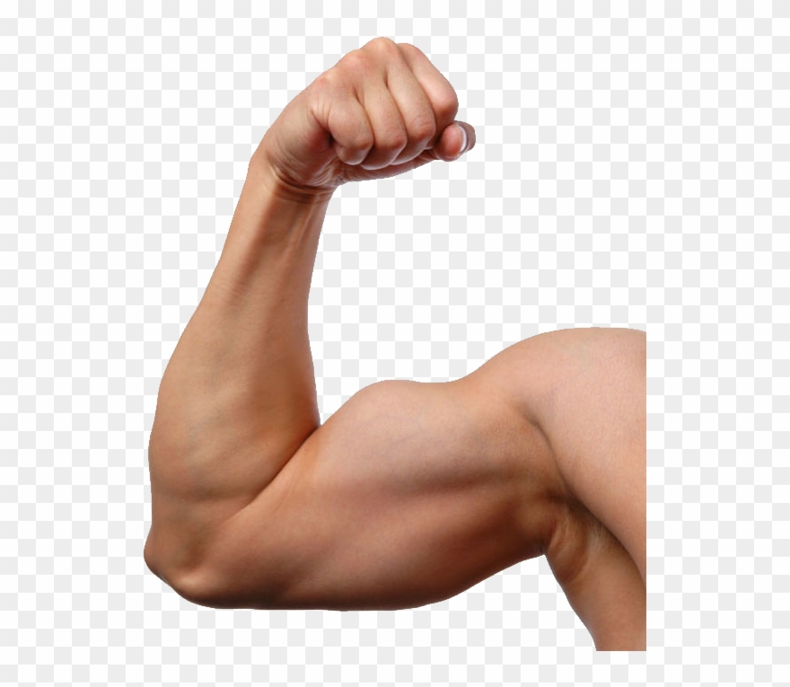 Muscle - Man Arm Clipart