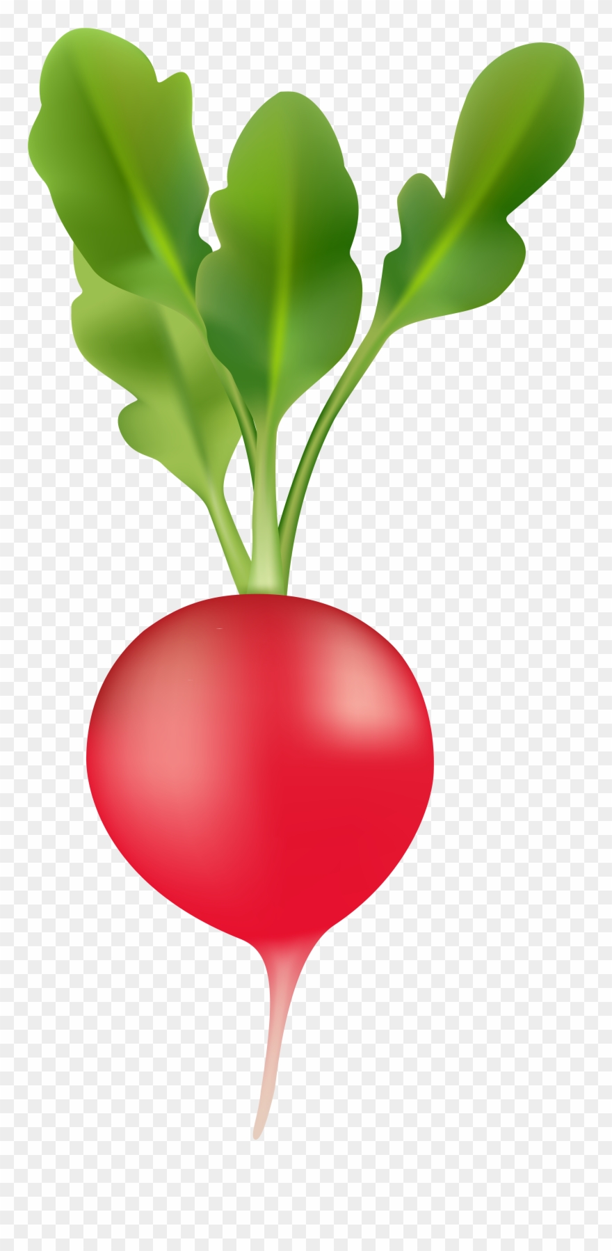Radish Transparent Image - Vegetable Clipart