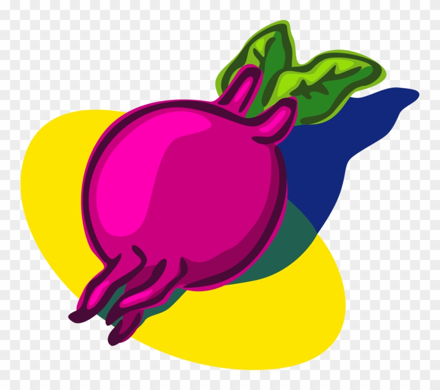 Vector Illustration Of Red Beet Beetroot Or Taproot Clipart