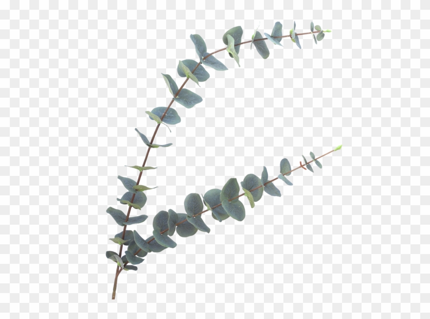 Luxury Green Stem - Eucalyptus Stem Clipart