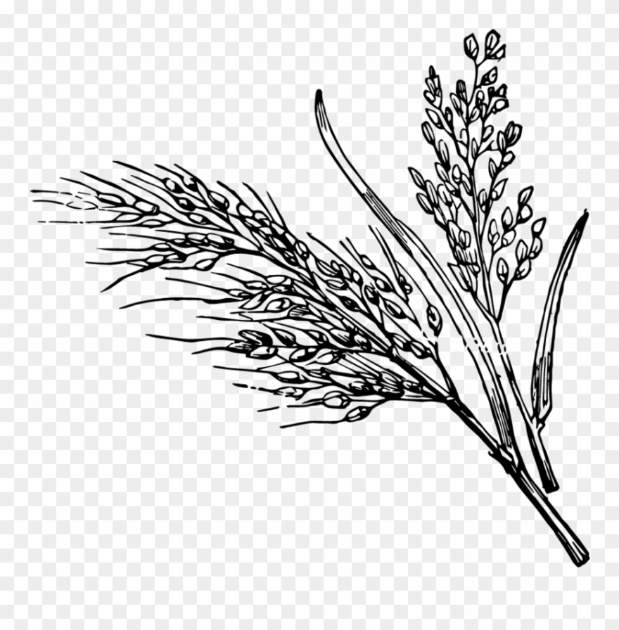 “i First Saw These Seaweed-wrapped Rice Packets When - Rice Plant Black And White Transparent Clipart