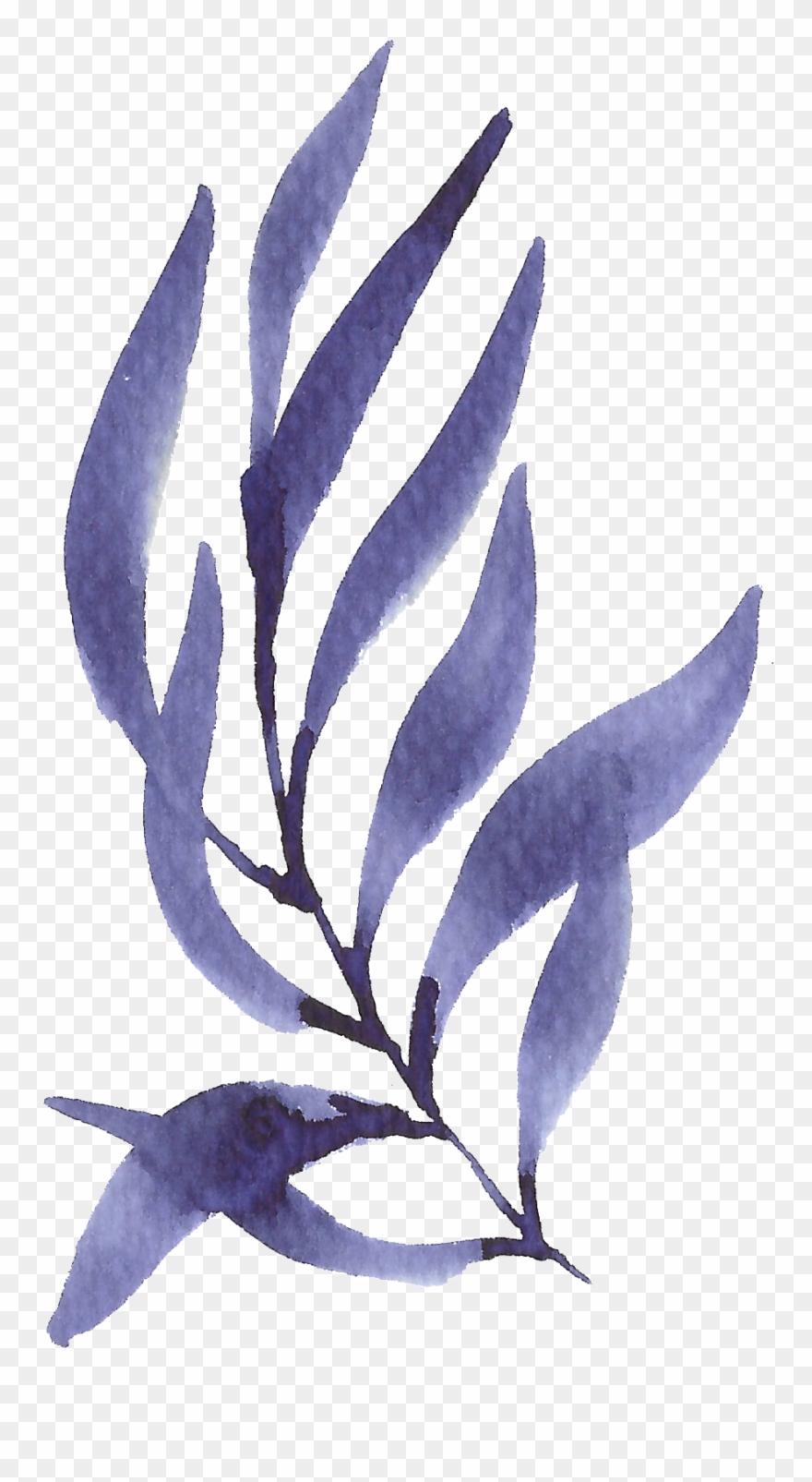Hand Painted Purple Seaweed Watercolor Transparent - Erythronium Dens-canis Clipart