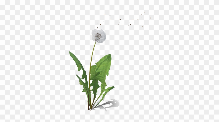 Dandelion Clipart