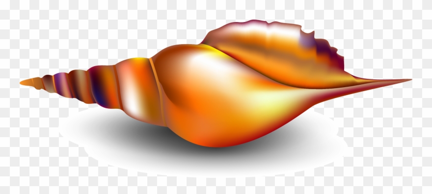Seashell Conch Mollusc Shell - Seashell Clipart