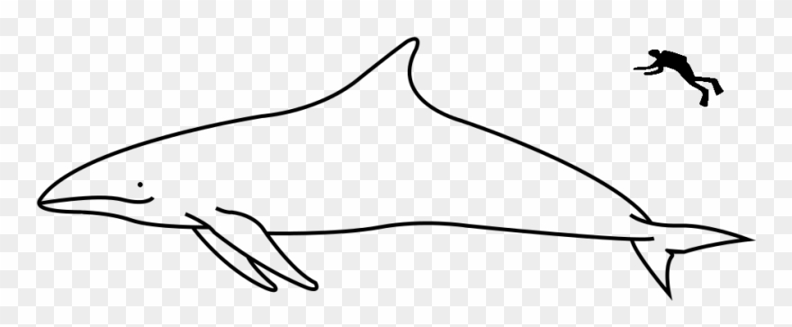 Giant Spotted Porpid - Line Art Clipart