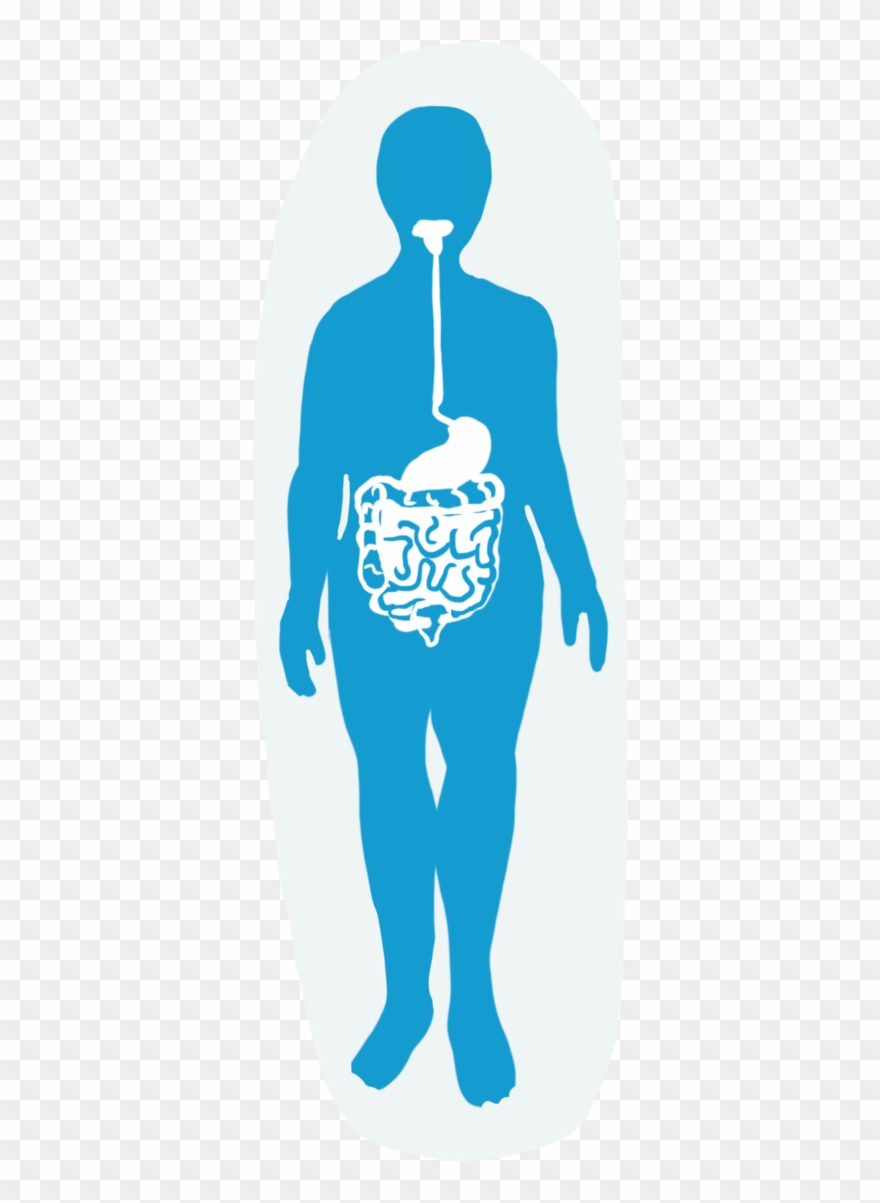 Digestive System - Illustration Clipart