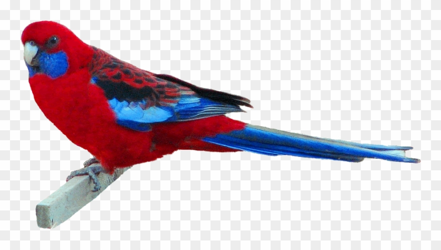 Crimson Rosella Clipart,13 Cm Wide Gif By Puzzled Pics - Rosella Clipart - Png Download