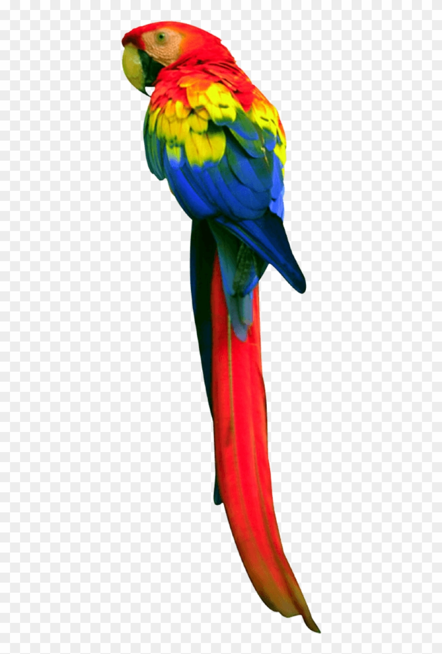 Long Tail Parrot - Parrot Cartoon Clipart