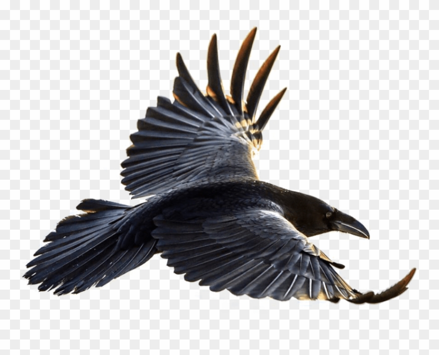 Free Png Download Crow Flying Png Images Background - Flying Raven Clipart