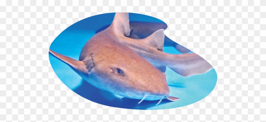 Shark - Great White Shark Clipart