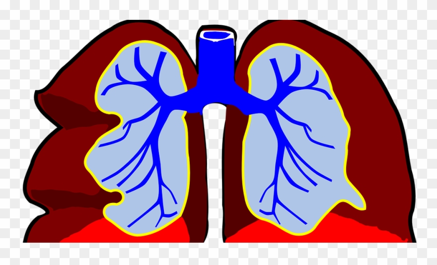 Lungs Clip Art - Png Download