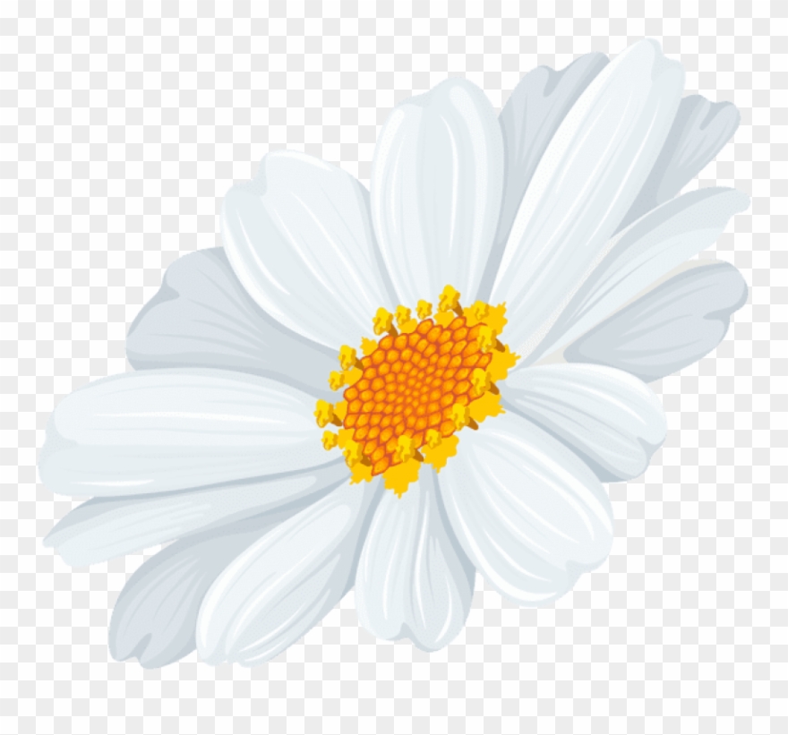 Free Png Download White Daisy Transparent Png Images - White Daisy Flowers Transparent Clipart