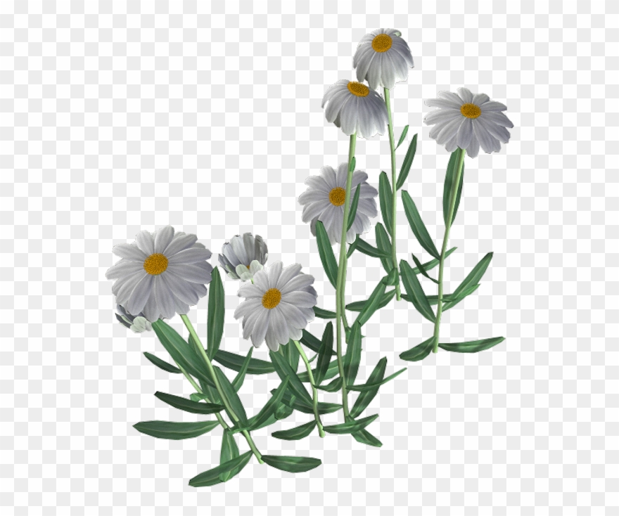 Beautiful Camomile Flower Png - Manzanilla Planta Png Clipart