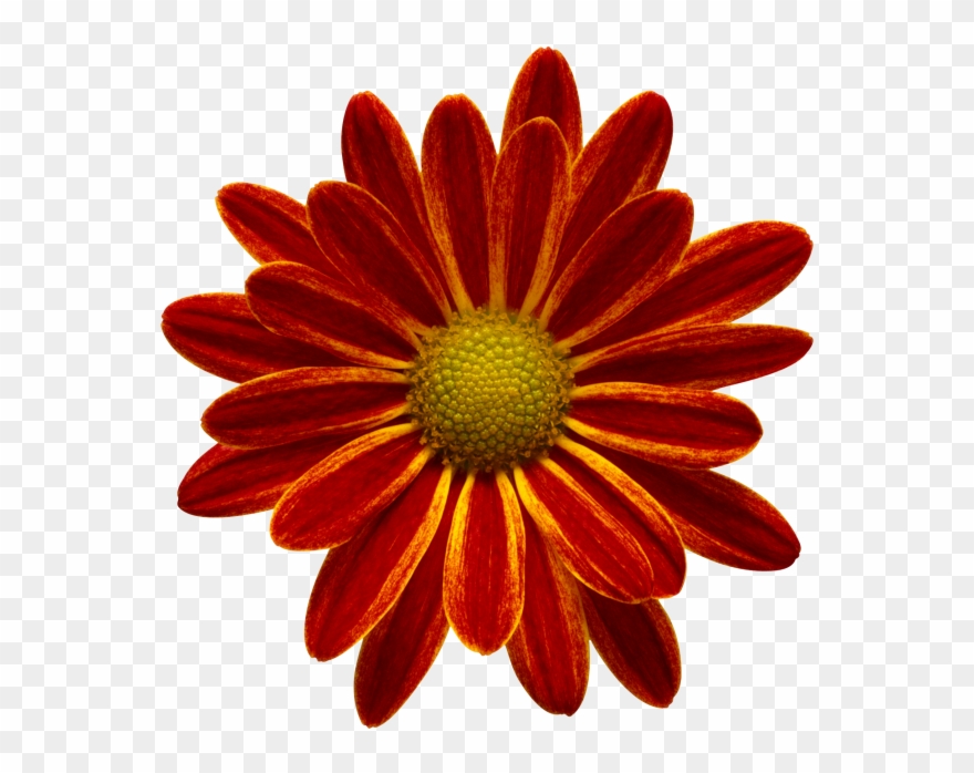 Red Flower - Happy Birthday Akash Bro Clipart