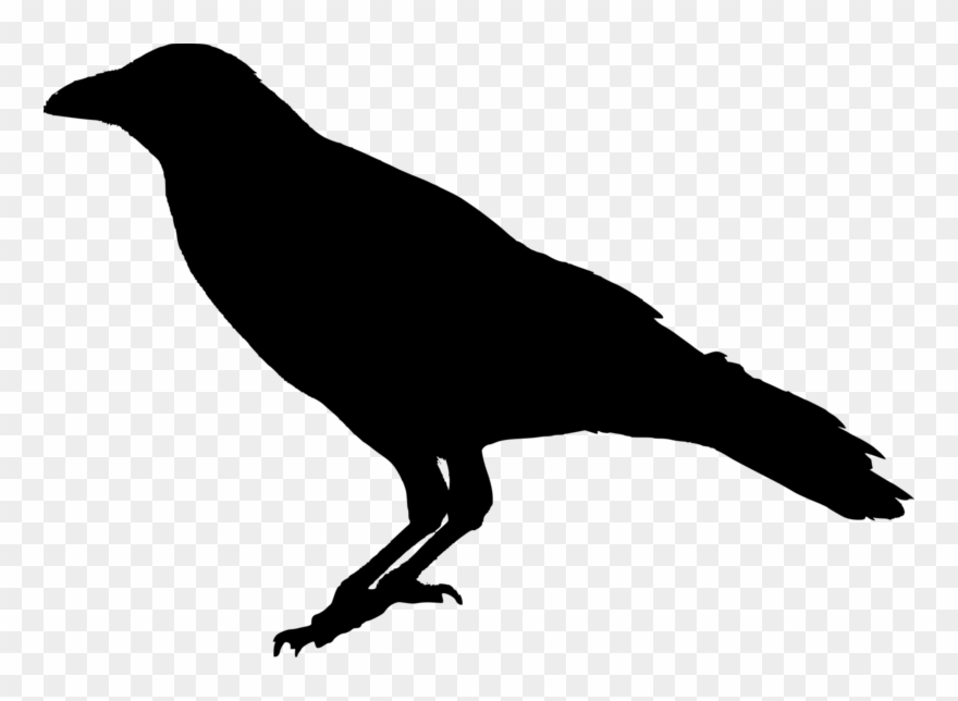 Raven Bird Png Transparent Image - Transparent Background Raven Png Clipart