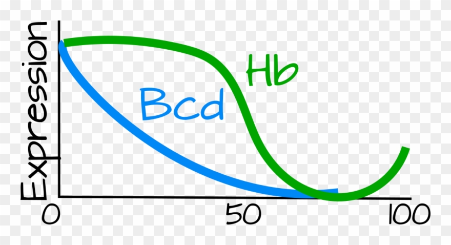 The Bicoid Gradient Is Shallow, Bicoid Concentration - Parallel Clipart