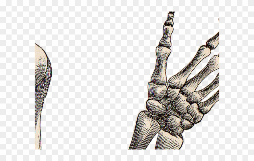 Drawn Hand Gesture Skeleton Hand - Skeleton Hand Transparent Background Clipart