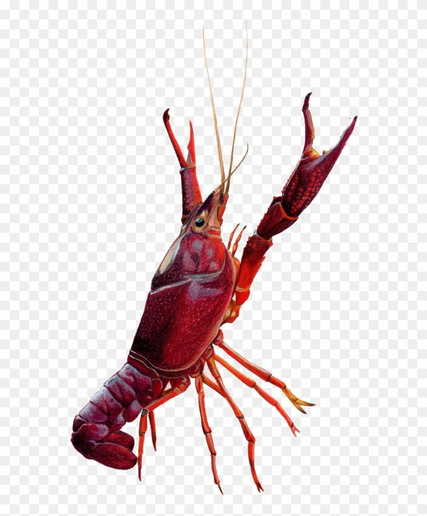 Crawfish Drawing Clipart