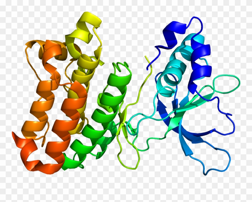 Estrutura Das Proteinas Png Clipart