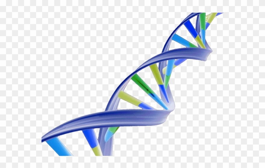 Dna Structure Clipart Transparent - Dna Double Helix Png