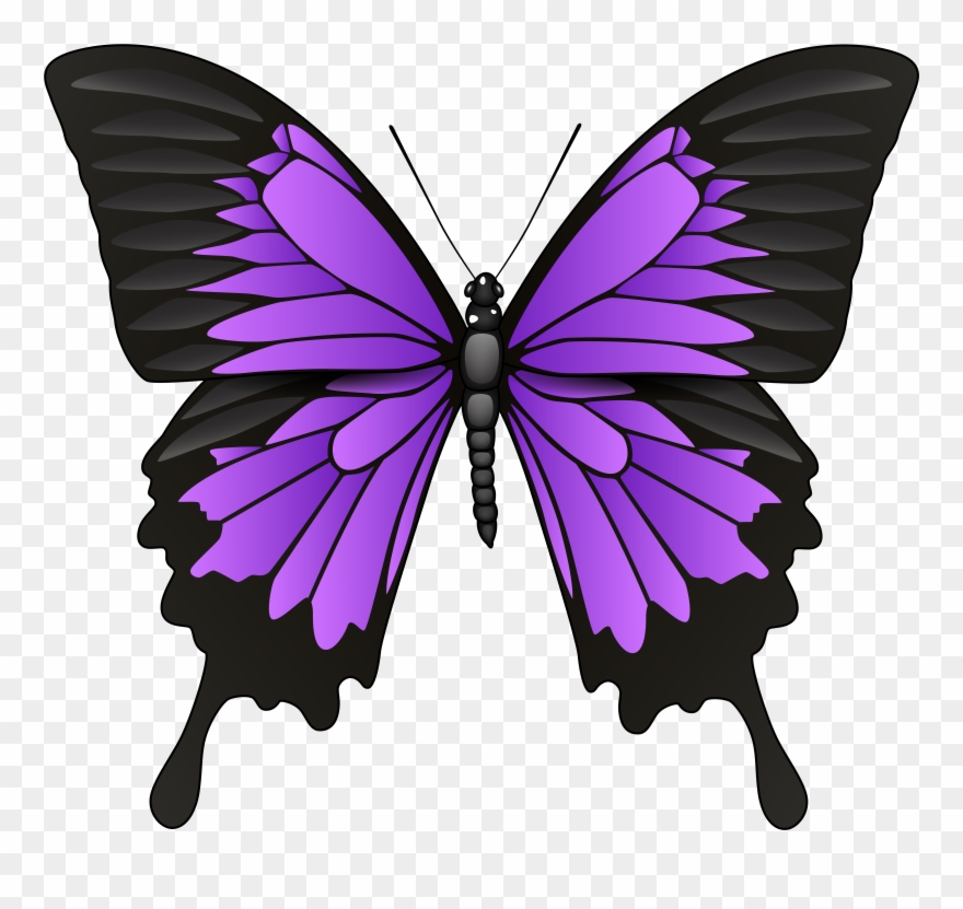 Svg Library Stock Butterfly Png Clipart Transparent Png