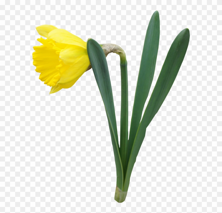 Yellow Transparent Daffodil Flower Png Clipart - Daffodil Transparent