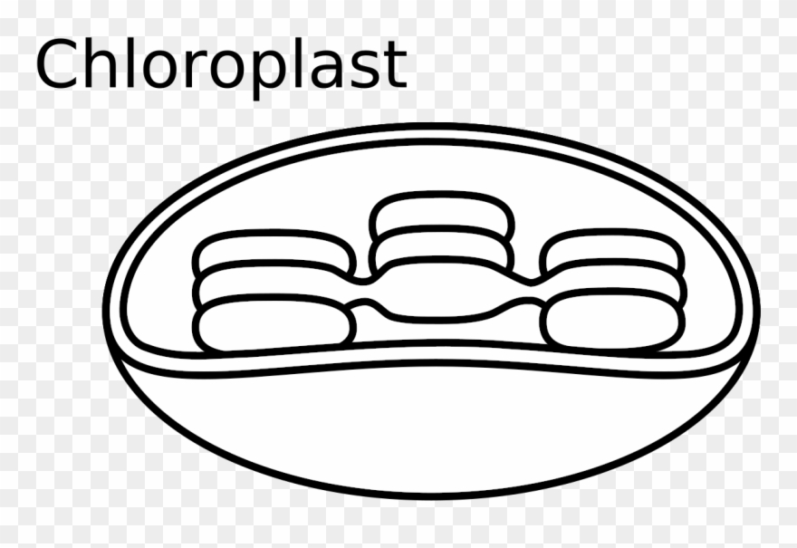 Similar Clip Art - Chloroplast Easy To Draw - Png Download