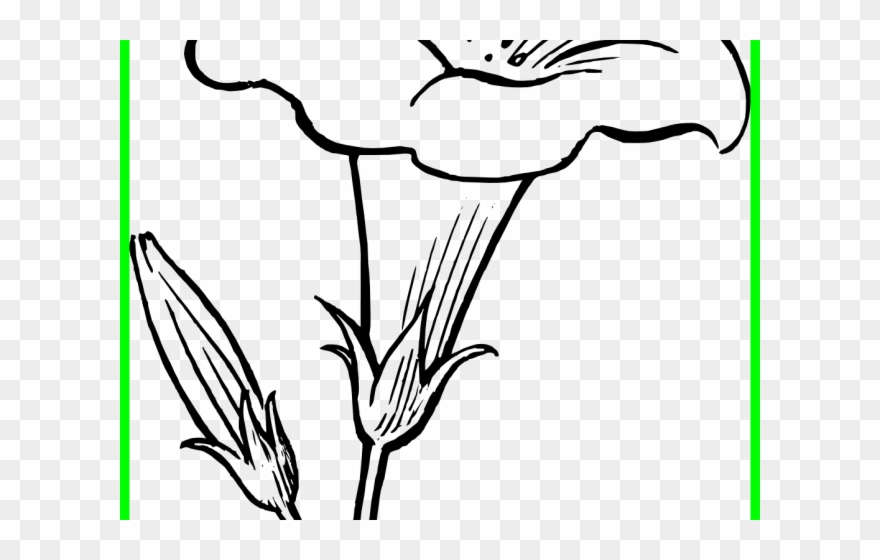 Lily Clipart Black And White - Black And White Flowerclip Art - Png Download