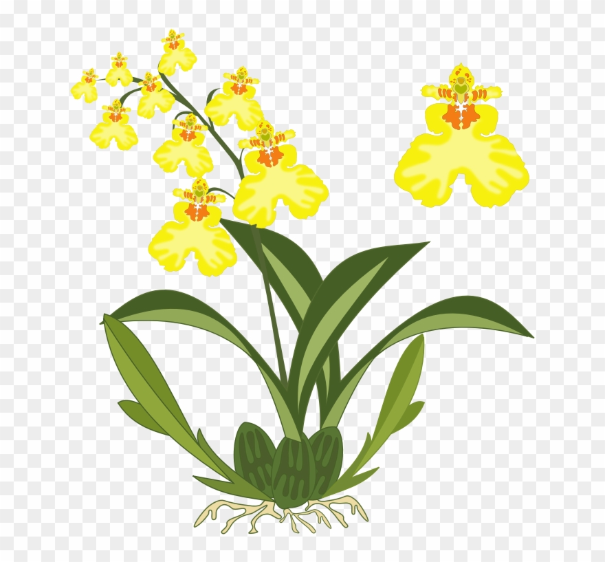 Clipart - Oncidium - Yellow Orchid Clip Art - Png Download