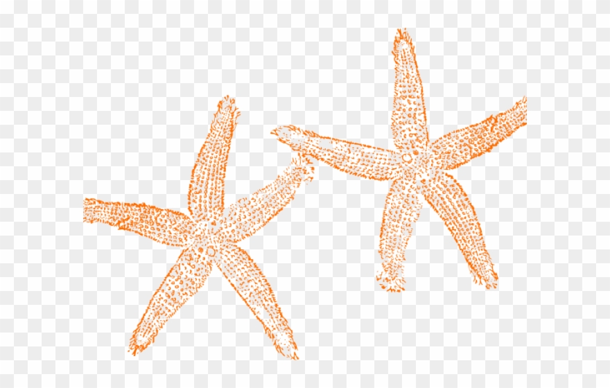 Starfish Clipart Orange Starfish - Orange Starfish Clipart - Png Download